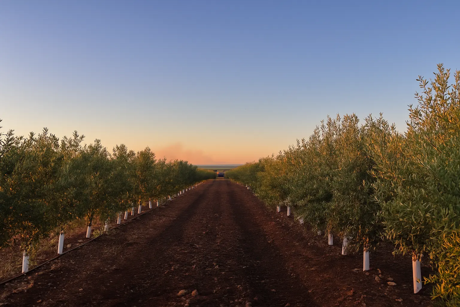 Cultivo de olivos al atardecer en Los Navalmorales, representando el trabajo agrícola de RB Cultivos