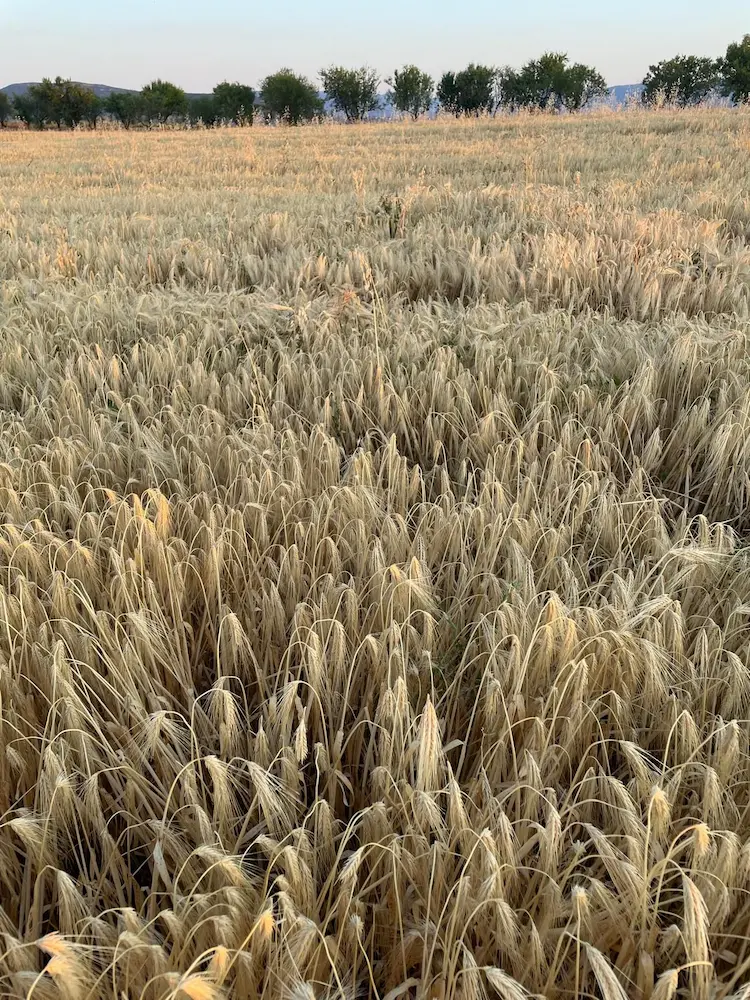 Campo de cereal en Los Navalmorales en verano
