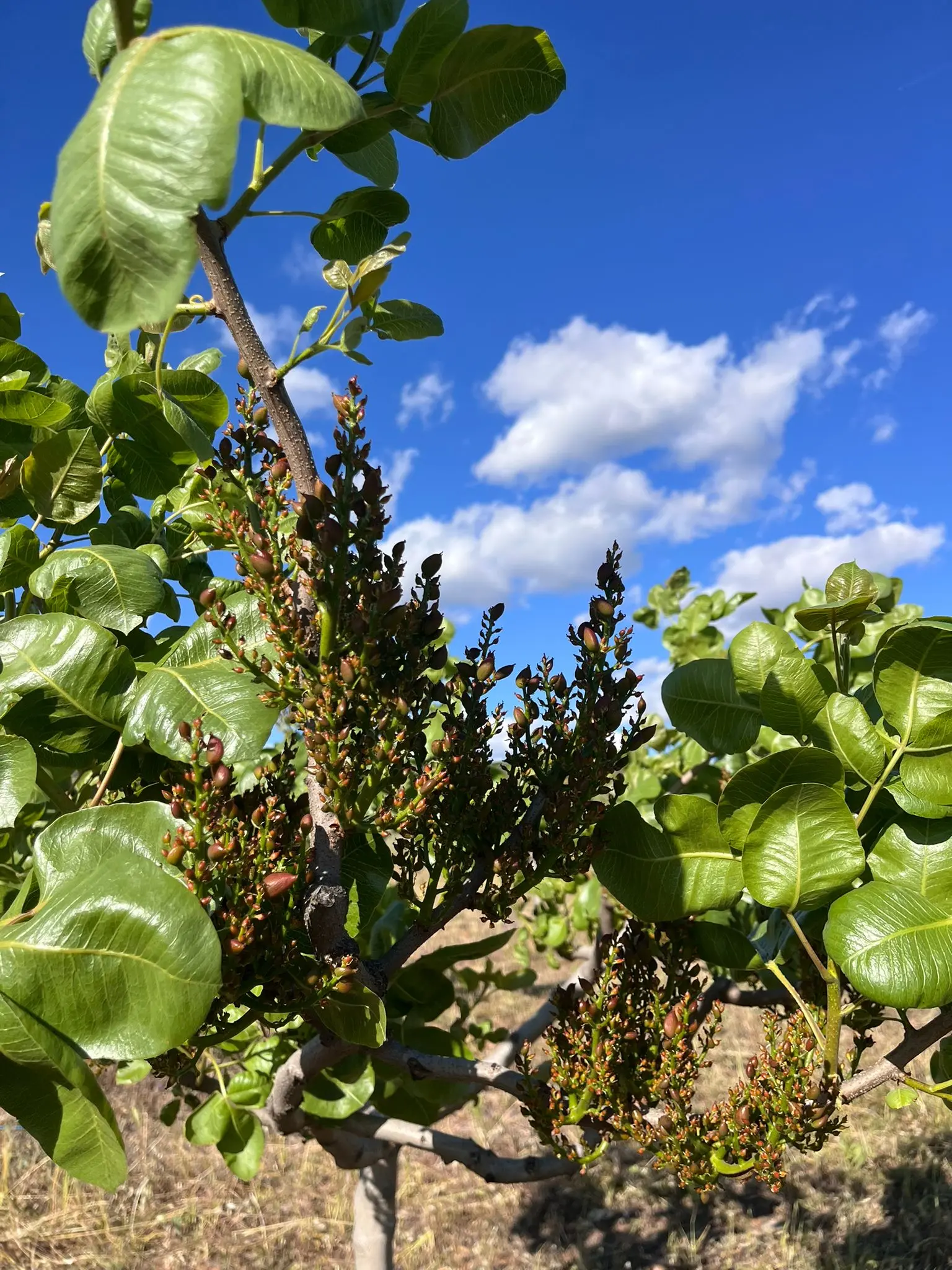 Detalle de pistacho en desarrollo en Los Navalmorales