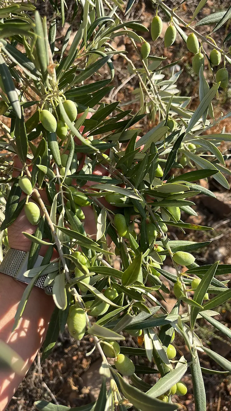 Detalle de rama de olivo con aceitunas en mano en Los Navalmorales