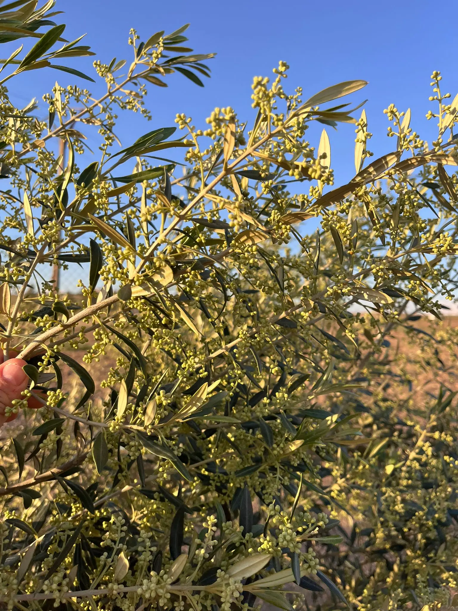 Floración del olivo en primavera en Los Navalmorales