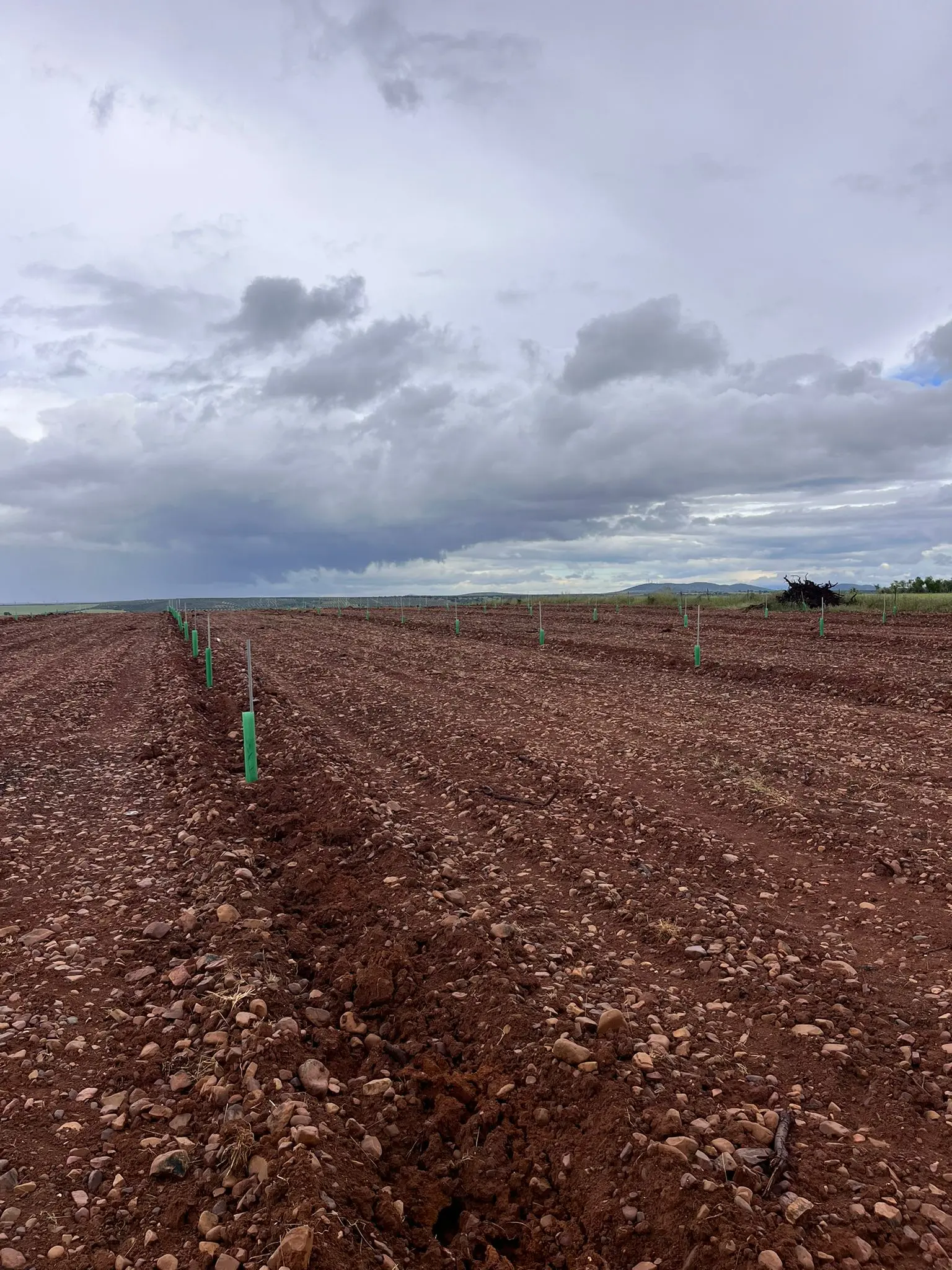 Nueva plantación agrícola preparada por RB Cultivos en Los Navalmorales