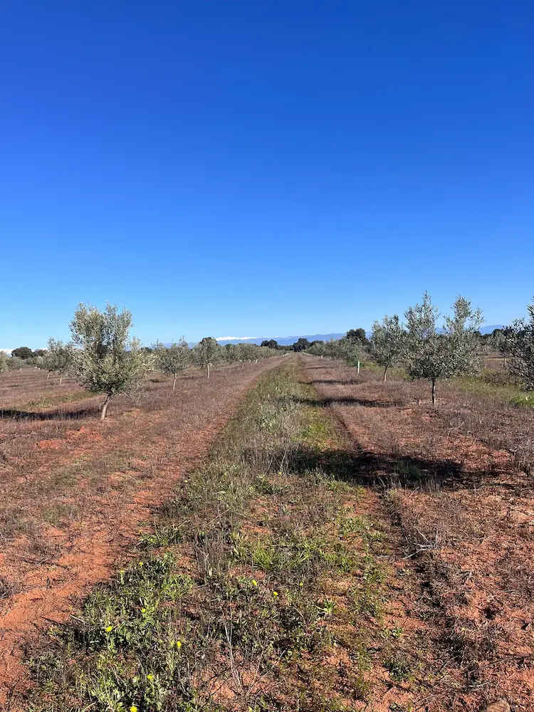 Vista de campo con olivar joven en Castilla-La Mancha
