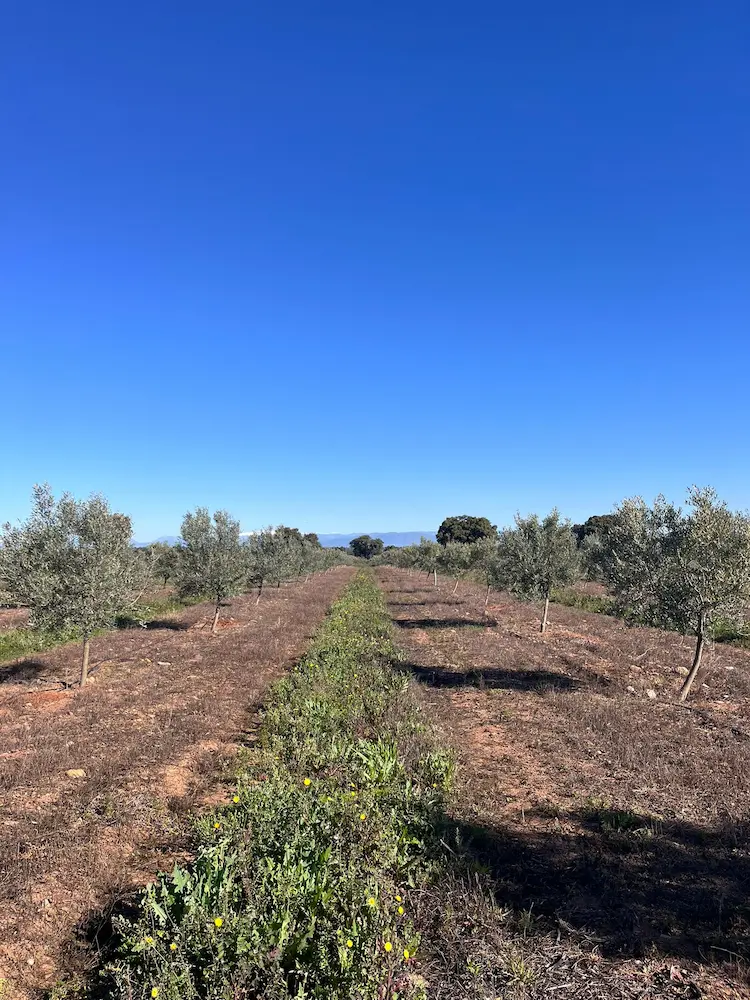 Olivos en campo verde en Los Navalmorales