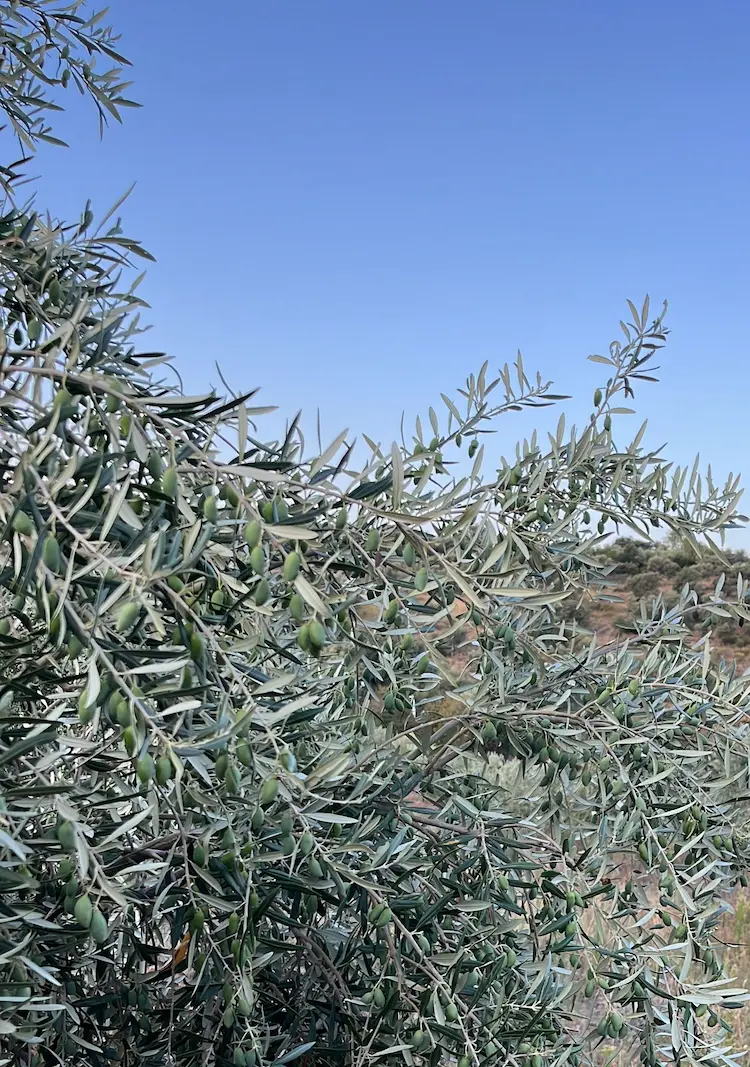 Rama de olivo en proceso de maduración en Los Navalmorales