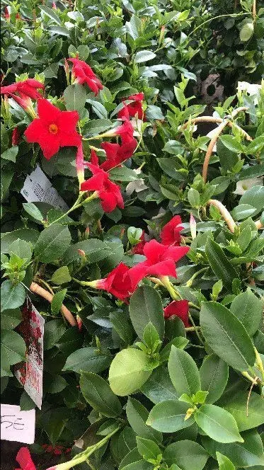 Mandevillas rojas listas para decorar jardines y terrazas
