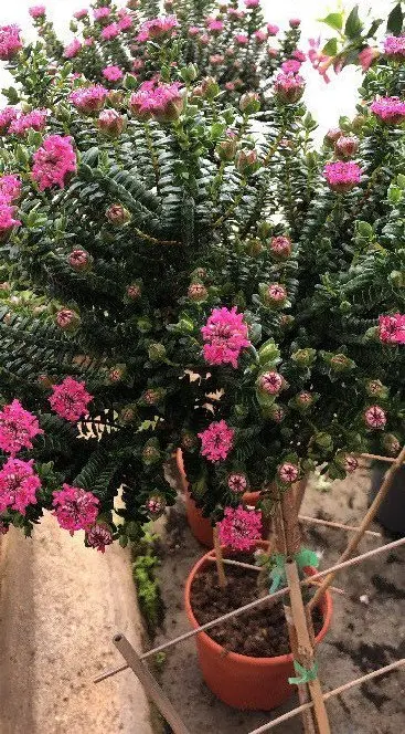 Planta en maceta con pequeñas flores rosas cultivada en el vivero
