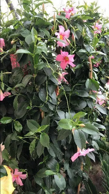 Mandevillas rosas enredadas sobre tutorado en el invernadero del Vivero Las Cruces