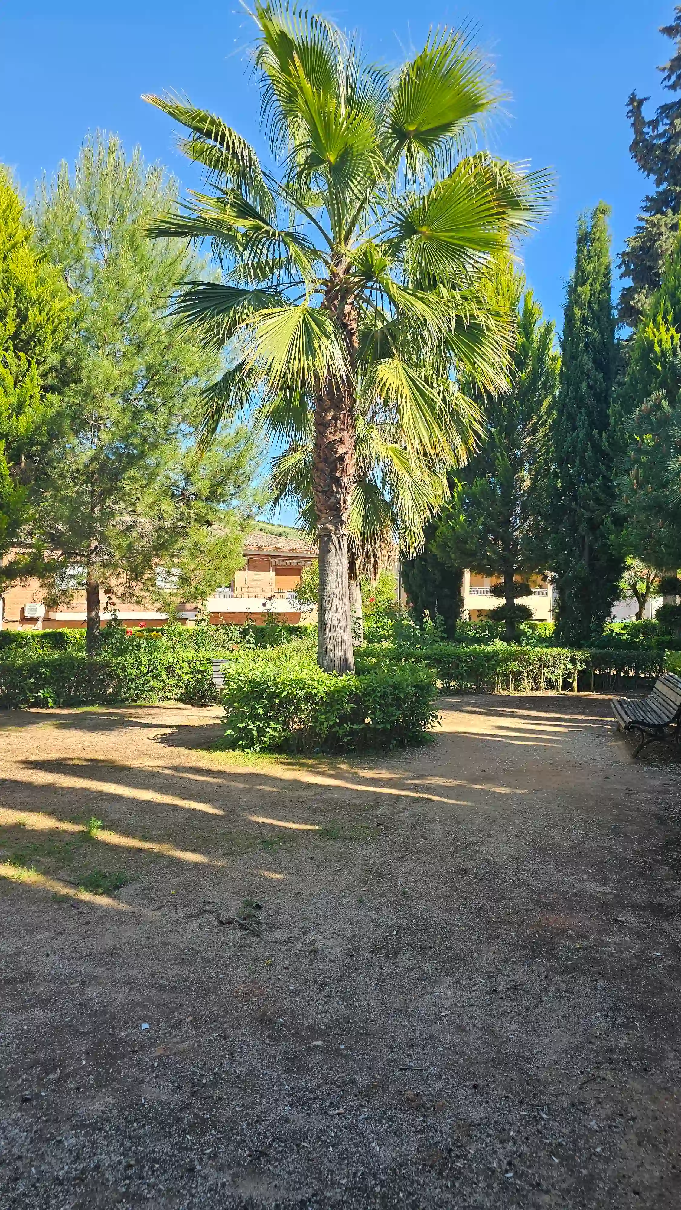 Palmera en el centro del parque de Los Navalmorales, entre caminos y bancos