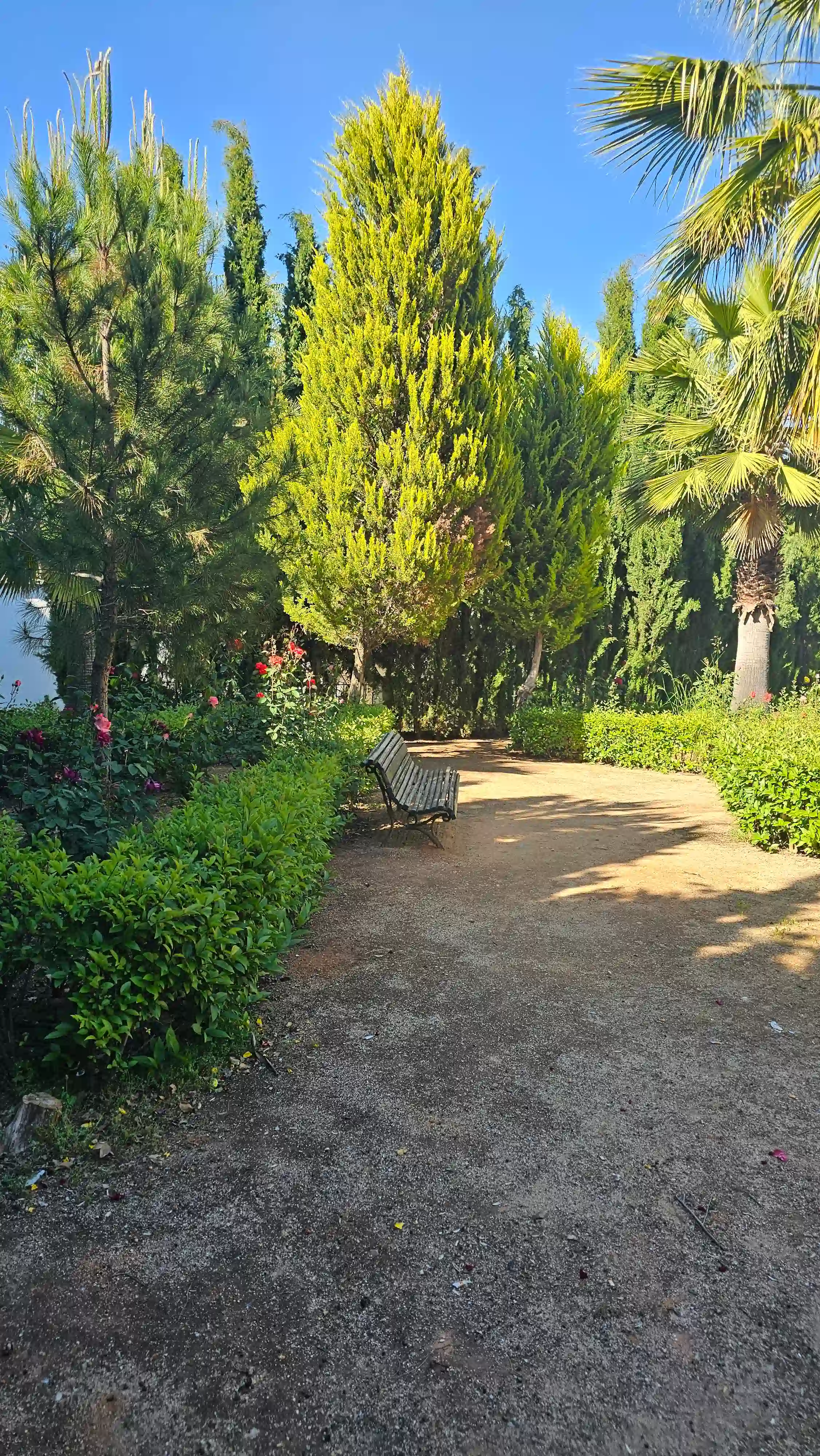 Sendero arbolado entre pinos y cipreses en el parque de Los Navalmorales